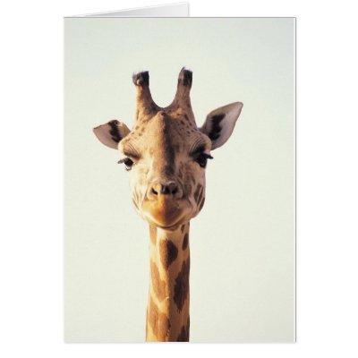 Close-Up Giraffe Card by alternateworlds
