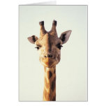 Close-Up Giraffe Card