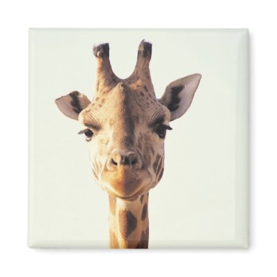 Close-Up Giraffe Refrigerator Magnets by alternateworlds