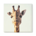 Close-Up Giraffe Refrigerator Magnets