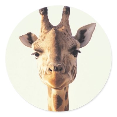 Close-Up Giraffe Round Sticker by alternateworlds