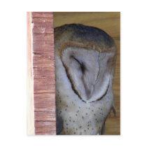 Close-up Head Shot of Barn Owl Post Cards