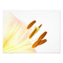 Close up lily stamen photo