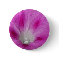 Close-up Morning Glory Button
