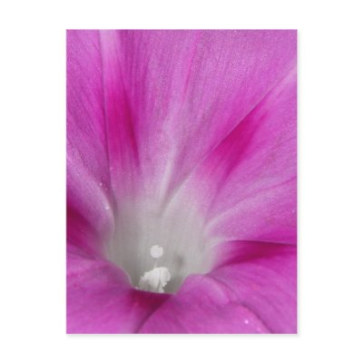 Close-up Morning Glory Postcard by greatphotos