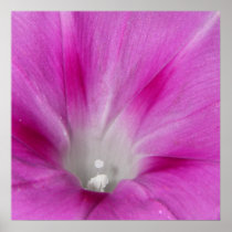 Close-up Morning Glory Poster
