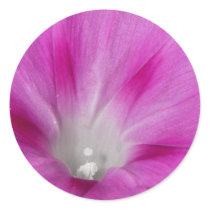 Close-up Morning Glory Sticker