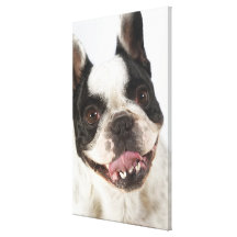 Close-up of a Boston Terrier sticking out its Gallery Wrap Canvas