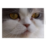Close-up of a Cat Card
