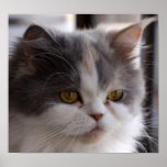 Close-up of a Cat Poster