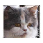Close-up of a Cat Wrapped Canvas Gallery Wrap Canvas