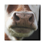 close up of a cow