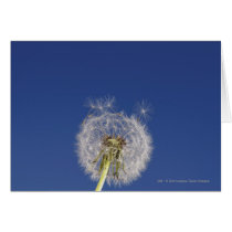 Close-up of a dandelion cards