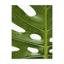 Close up of a green palm leaf with water beaded post cards