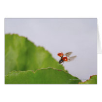 Close-up of a ladybug flying over a leaf cards