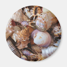 Close up of a variety of seashells magnet