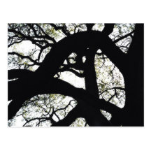 Close up of bare tree branches. postcards