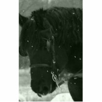 Close Up Of Black Horse Acrylic Cut Outs
