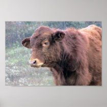 Close-Up Of Brown Hairy Cow In A Wide Meadow Print