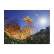 Close-up of Butterfly, flapping wings Post Cards