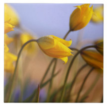 Close-up of daffodils tiles