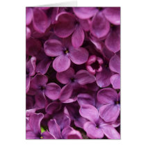 close up of dark purple lilac card