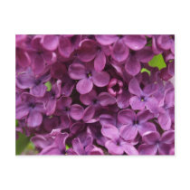 close up of dark purple lilac postcards