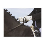 close-up of dressage horse with rider post cards