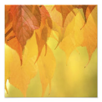 Close-up of Fall Leaves on a Branch
