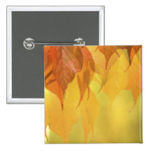 Close-up of Fall Leaves on a Branch Pin
