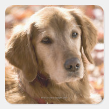 Close up of golden labrador retriever dog stickers