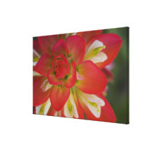 Close-up of Indian Paint Brush near Gay Hill, Stretched Canvas Prints