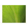 Close-up of Palm Leaf Post Cards