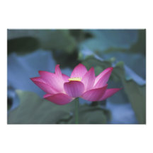 Close-up of red lotus flower and green leaves, art photo