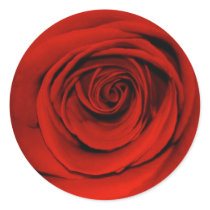 Close up of red rose round sticker