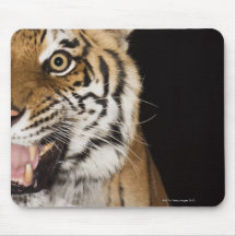 Close up of roaring tiger's face mousepads