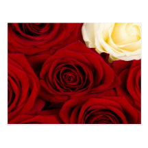Close-up of roses postkarte