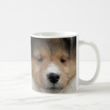 Close up of Shetland sheepdog puppy face on mug
