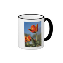 Close-up of tulip flowers mugs