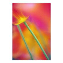 Close-up of underside of tulip flower, photographic print
