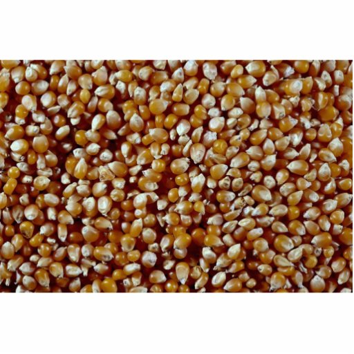 Close-up of unpopped popcorn kernels texture photo sculpture