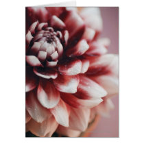 Close-up of water drops on a flower cards