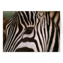 Close-up of zebra's head card