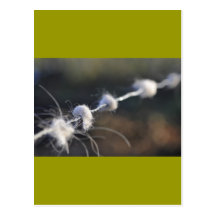 Close-up on barbed wire with some pieces of white postcard