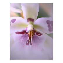 Close-up orchid card post cards
