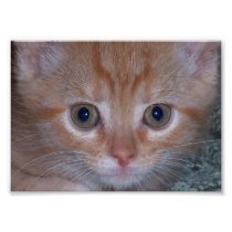 Close Up Photo of a Cute Kitten