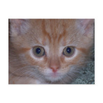 Close Up Photo of a Cute Kitten Post Card