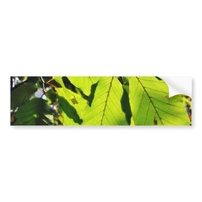 Close Up Photo Of Beech Leaves Bumper Sticker by lifesphere