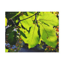 Close Up Photo Of Beech Leaves Postcards