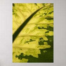 Close-up Picture of Spotted Dumb Cane Print